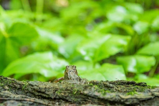 A frog looks at the endless juicy fields
