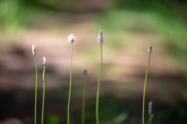 istock fresh green summer forest foliage with tree trunks 1141285760