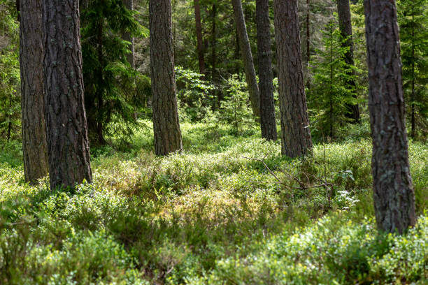 istock fresh green summer forest foliage with tree trunks 1141285784
