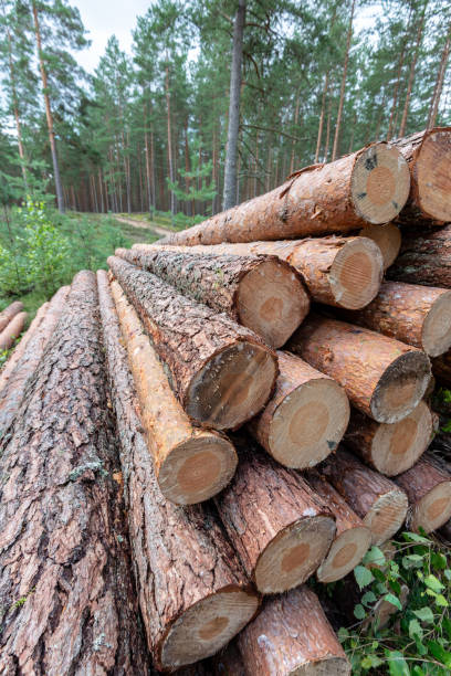 istock cut down tree trunks woodlog in forest in piles 1141285791