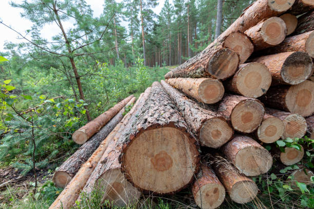istock cut down tree trunks woodlog in forest in piles 1141285797