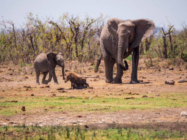 istock Elephant mother and child walking with warthog in foreground 1141285843