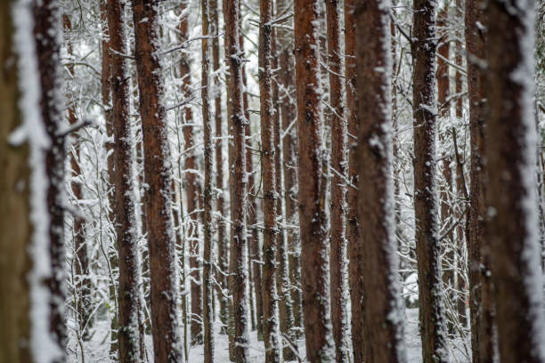 istock deep snow in forest in winter 1141285860
