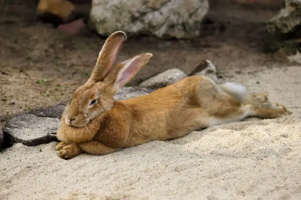 Photo of Full body of domestic male brown Flemish giant rabbit