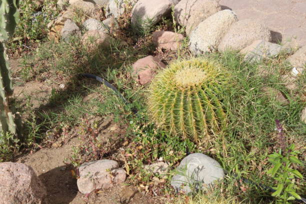 istock Beautiful flowers, a garden in Egypt. 1141286859
