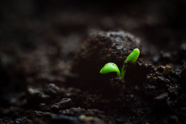 Close-up photo of fragile tiny microgreen seedling growing in organic soil, very first leaves of plant. Vitality springtime concept card with copyspace. Close-up photo of fragile tiny microgreen seedling growing in organic soil, very first leaves of plant. Vitality springtime concept card with copyspace. plantlet stock pictures, royalty-free photos & images