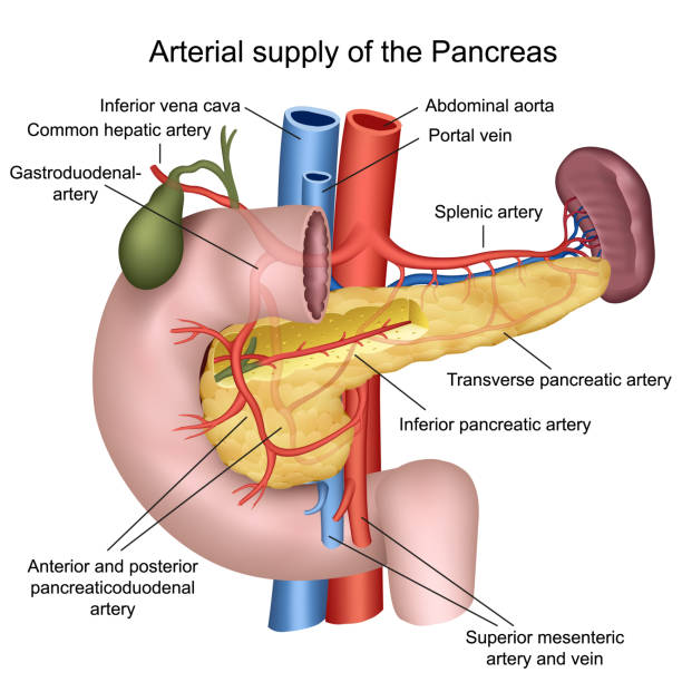 ilustraciones, imágenes clip art, dibujos animados e iconos de stock de suministro de sangre de la ilustración de vector médico 3d del páncreas sobre fondo blanco - conducto partes del cuerpo