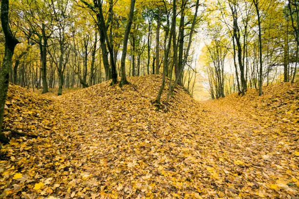 beautiful landscape in the autumn season, the land is completely covered with fallen yellow foliage during the fall foliage
