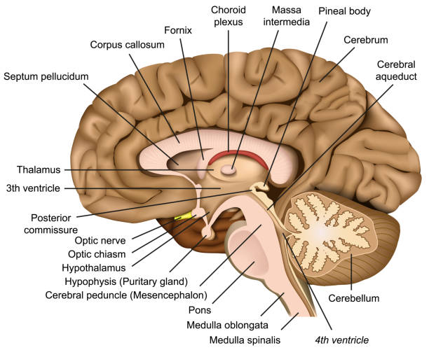 анатомия мозга человека 3d вектор иллюстрация на белом фоне - medulla stock illustrations