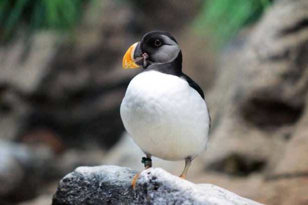 Young Puffin in Loro Parque, Tenerife