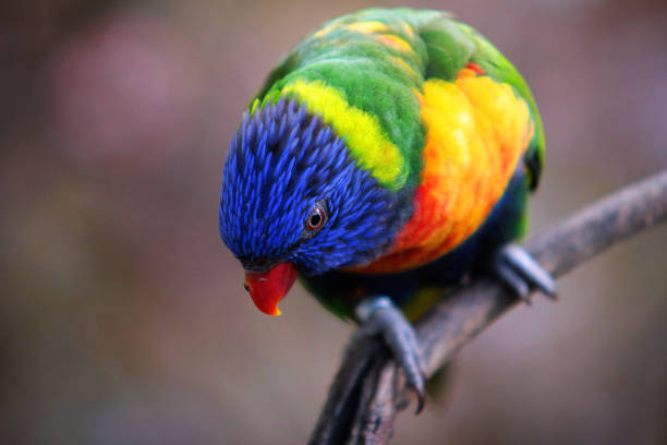istock Rainbow Lorikeet in Loro Parque, Tenerife 1141288259