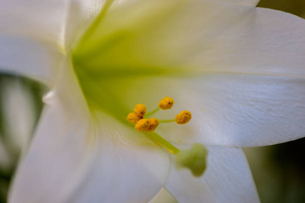 istock Closeup of beautiful white Easter lily 1141288390
