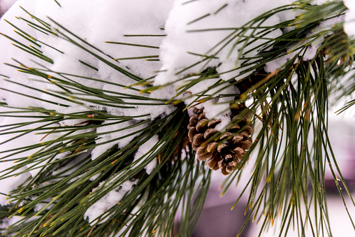 Pine branch and pine cone covered in snow on winter day - nature background