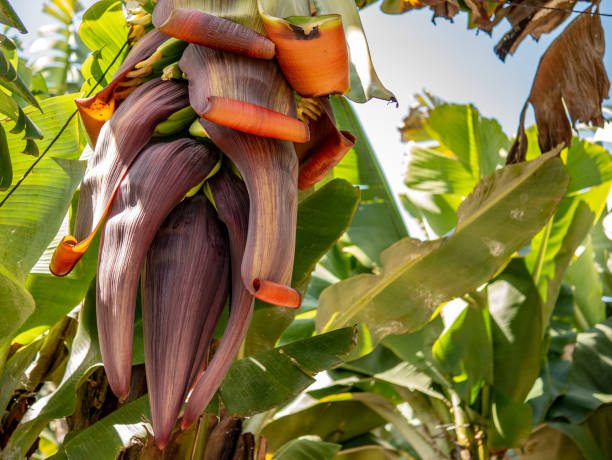 istock Close up of a older banana kernel 1141288692