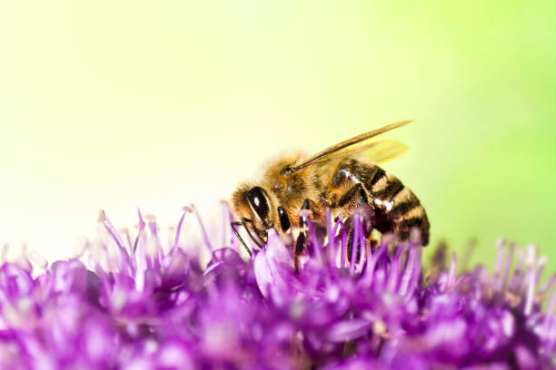 Honey bee on purple flowers Honey bee close-up. The insect stands on a purple inflorescence collecting pollen in the front of heavily blurred foliage background. compound eye photos stock pictures, royalty-free photos & images