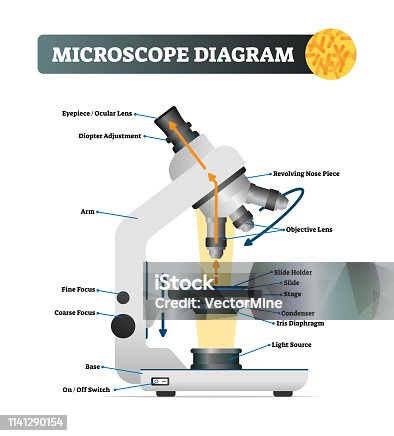 2,668 Diagram Of Microscope Stock Photos, Pictures & Royalty-Free Images -  iStock
