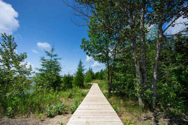 istock Footpath in Fathom Five National Park, Ontario. 1141290239