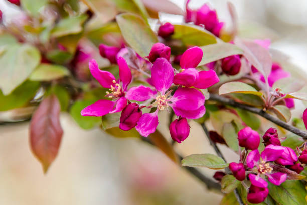 istock Closeup of pink flowering tree branch 1141290347
