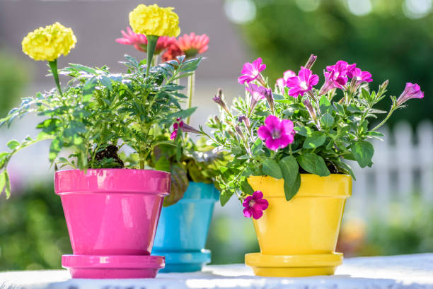 istock Bright colored pots of annuals in the backyard 1141290890