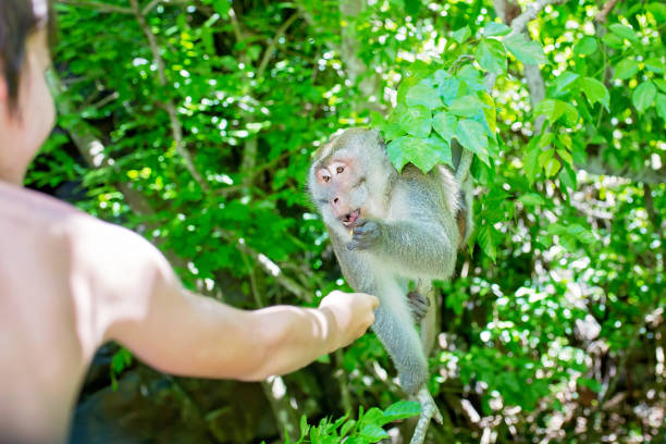 istock Children, feeding monkey on a tree from boat on a day trip in Mauritius near waterfall 1141290907