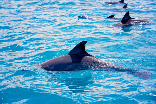 istock Flipper dolphins in the open ocean 1141291483
