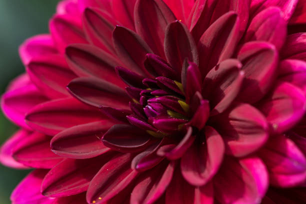 istock Dahlia in close-up 1141291775