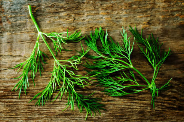 istock Fresh dill leaves on a dark wood background 1141292635
