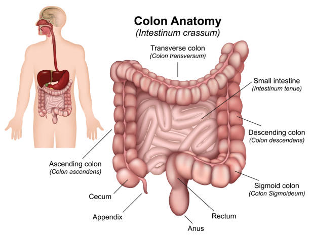 illustrazioni stock, clip art, cartoni animati e icone di tendenza di illustrazione vettoriale di anatomia del due punti su sfondo bianco - colon