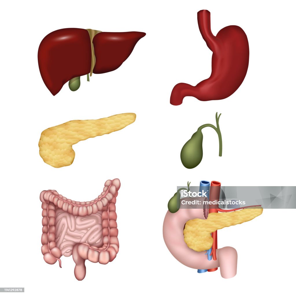 흰색 배경 벡터 일러스트 레이 션에 고립 된 소화 기관 건강관리와 의술에 대한 스톡 벡터 아트 및 기타 이미지 - 건강관리와 의술,  건강한 생활방식, 결장 - Istock
