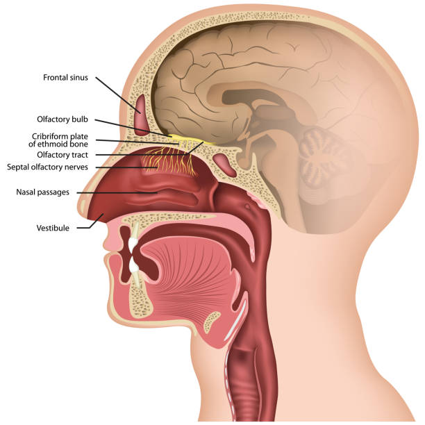 ilustrações, clipart, desenhos animados e ícones de illustraton médico do vetor do nervo olfactory no fundo branco - nasal cavity