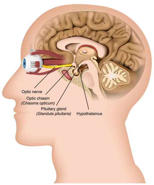 ilustraciones, imágenes clip art, dibujos animados e iconos de stock de anatomía del nervio óptico 3d ilustración vectorial médica en fondo blanco - sensory perception eyeball human eye eyesight