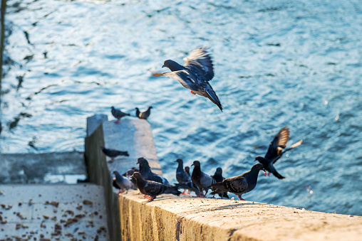 Pigeons on the steps of the embankment of the river Seine eat bread. Paris. France.