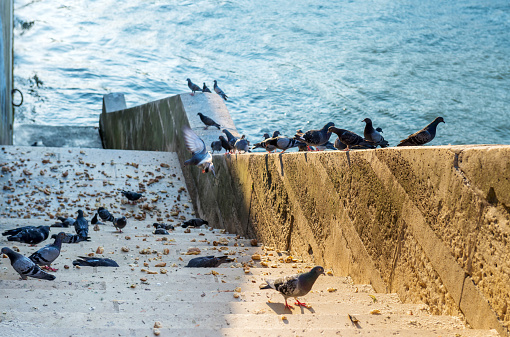Pigeons on the steps of the embankment of the river Seine eat bread. Paris. France.