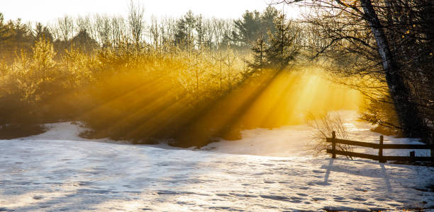 istock Heavenly sunbeams with shadows, through dewy pine tree branches. 1141294265