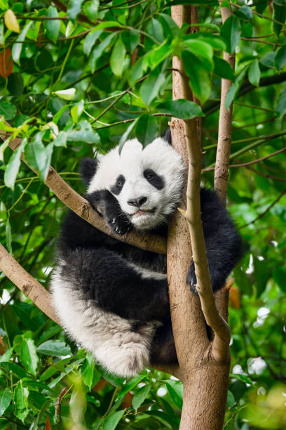istock Giant panda bear in China 1141294547