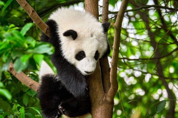istock Giant panda bear in China 1141294555