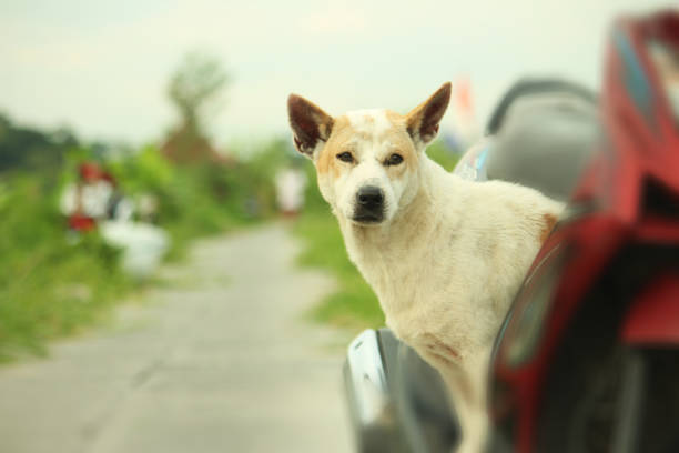 istock Local Dog Standing on Motor Bike 1141294733