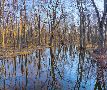 Spring flooding turns creek into swamp with beautiful reflection of trees.