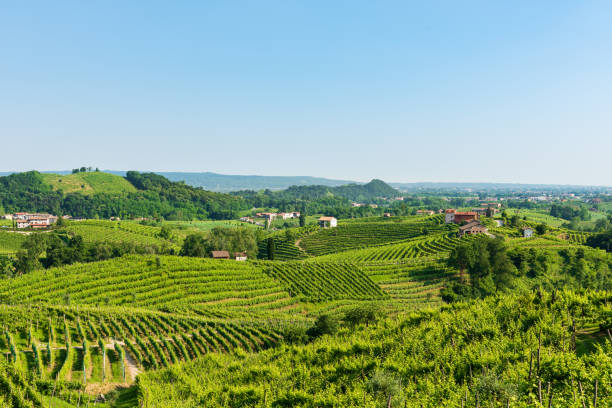 istock Prosecco hills in spring,Valdobbiadene 1141295545