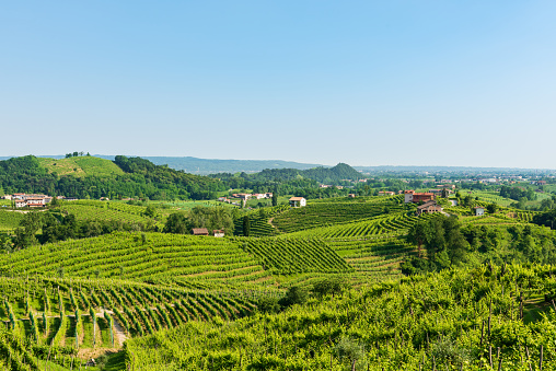 Prosecco hills in spring,Valdobbiadene