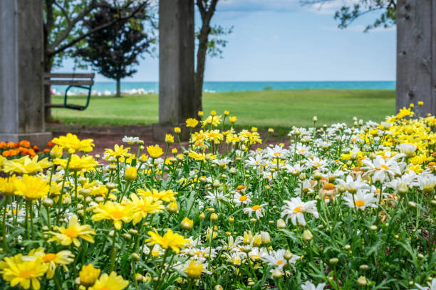Beautiful flowers blooming at lakefront park stock photo