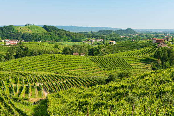 istock Prosecco hills in spring,Valdobbiadene 1141296093