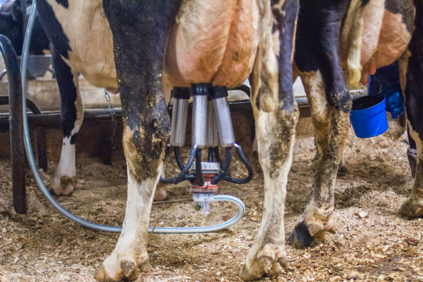 istock milking a cow on a dairy farm 1141296186