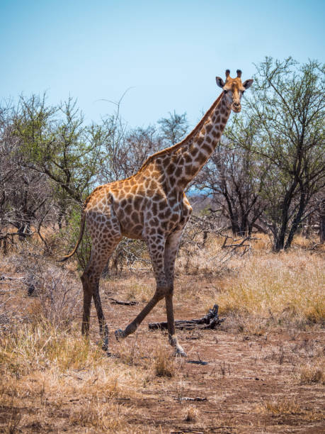 istock Giraffe eating leaves of tree 1141296239