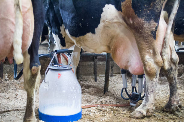 ordenha vacas doentes com mastite em uma fazenda de laticínios - cattle station - fotografias e filmes do acervo