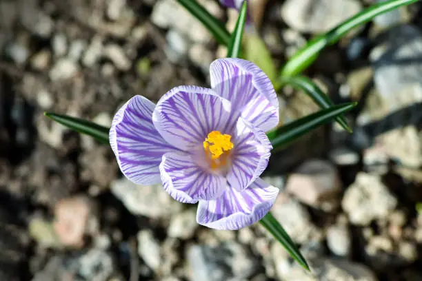 Photo of Beautiful spring flowers crocus, plural crocuses or croci is a flowering plants in the garden