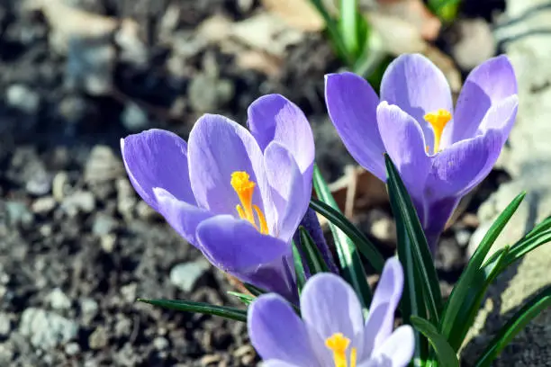 Photo of Beautiful spring flowers crocus, plural crocuses or croci is a flowering plants in the garden