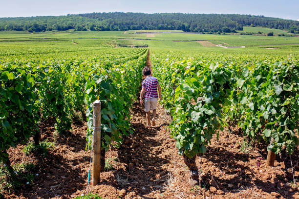 istock Young child, walking between rows of vineyard on a hot summer day 1141297403