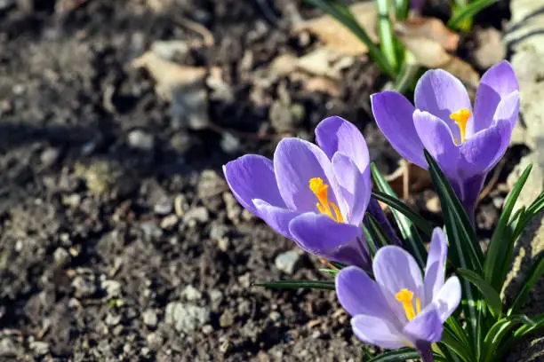 Photo of Beautiful spring flowers crocus, plural crocuses or croci is a flowering plants in the garden