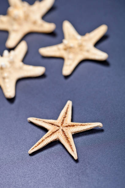 istock Starfish closeup on deep blue background. 1141297460